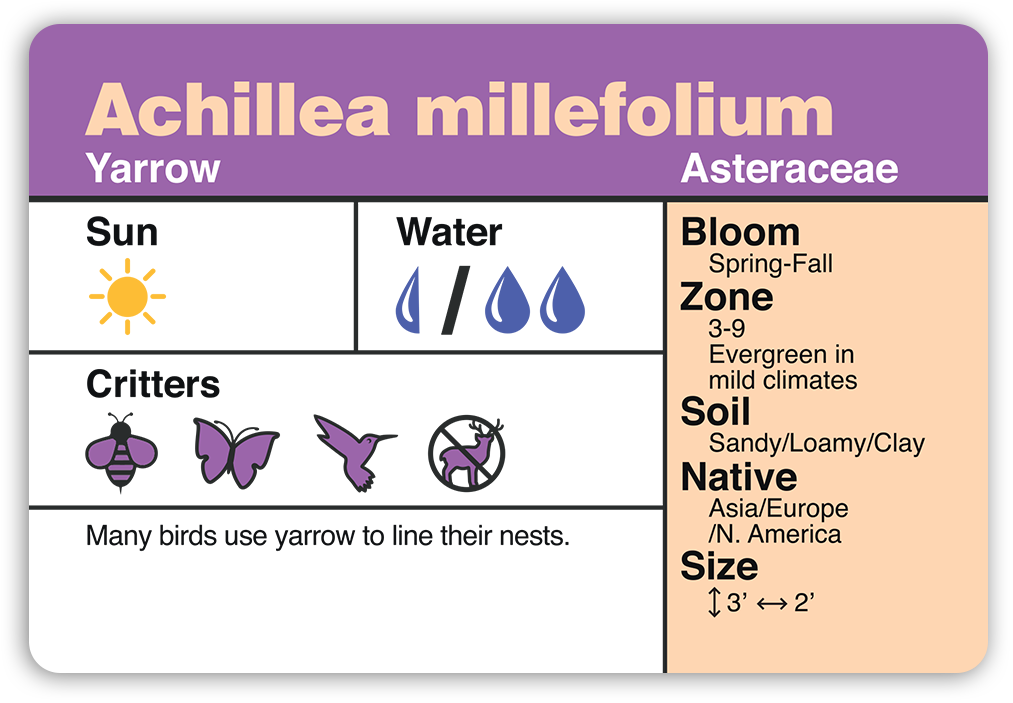 Achillea millefolium plant identification card back with key details